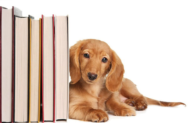 Un cane appoggiato a dei libri
